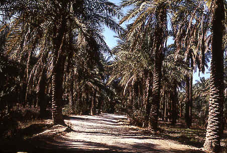 آبادان- موزه آبادان