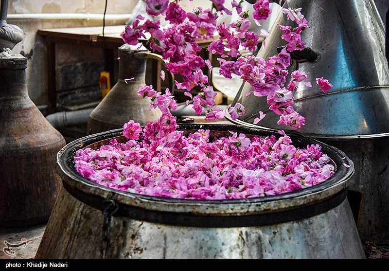جشنواره های ایران - جشنواره گلاب‌ گیری در کاشان